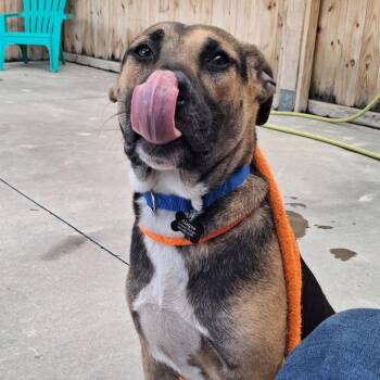 Skitter -  German Shepherd Dog and Black Labrador Retriever Dog for Adoption in Freeport, Florida - Skitter | PetCurious