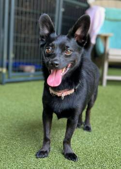 Rescue Terrier Dogs for Adoption in Ridgeland, South Carolina - Toby | PetCurious