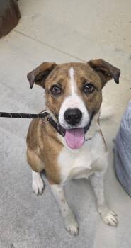 Rescue Mountain Cur and German Shepherd Dog Dogs for Adoption in Camden, Tennessee - Joseph | PetCurious