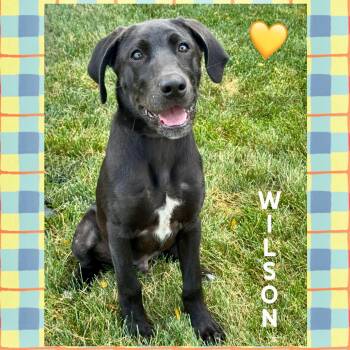 Wilson -  Black Labrador Retriever Dog for Adoption in Mokena, Illinois - Wilson | PetCurious