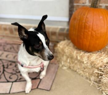 Rescue Rat Terrier and Corgi Dogs for Adoption in Ooltewah, Tennessee - Skittles | PetCurious