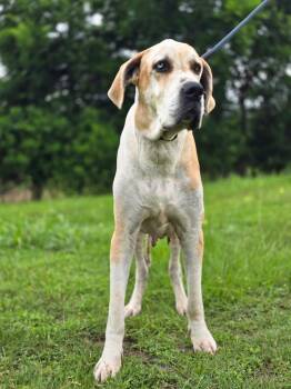 Barty -  Great Dane Dog for Adoption in Bullard, Texas - Barty | PetCurious