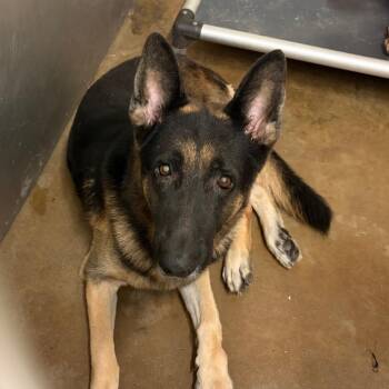 Chopper -  Shepherd Dog for Adoption in Lake Jackson, Texas - Chopper | PetCurious