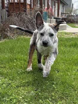 Mixed Breed Dogs Available for Adoption in Kenosha, Wisconsin - Maverick  | PetCurious
