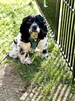 Cocker Spaniel Dogs Available for Adoption - Tasha | PetCurious