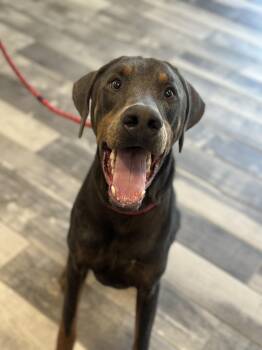 Thor -  Doberman Pinscher Dog for Adoption in Stafford, Virginia - Thor | PetCurious