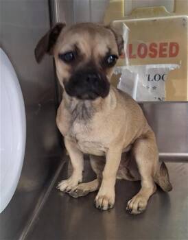 A273456 -  French Bulldog and Pug Dog for Adoption in Chula Vista, California - A273456 | PetCurious