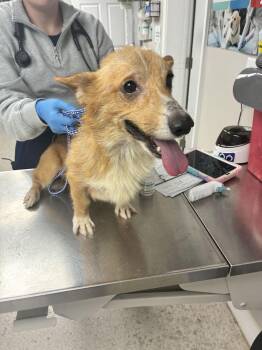Kip -  Cardigan Welsh Corgi Dog for Adoption in Marietta, Georgia - Kip | PetCurious