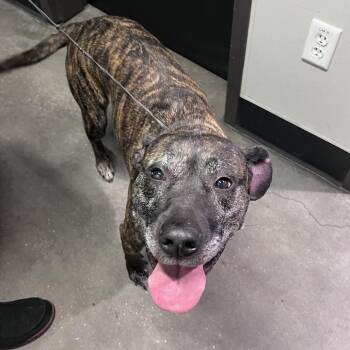 Kira -  Mastiff Dog for Adoption in Tampa, Florida - Kira | PetCurious
