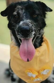 PIPER -  Husky and Spaniel Dog for Adoption in Elizabethton, Tennessee - PIPER | PetCurious