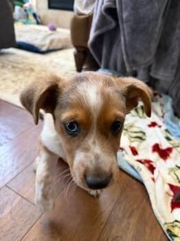 Robin -  Australian Shepherd and Mixed Breed Dog for Adoption in Fort Collins, Colorado - Robin | PetCurious