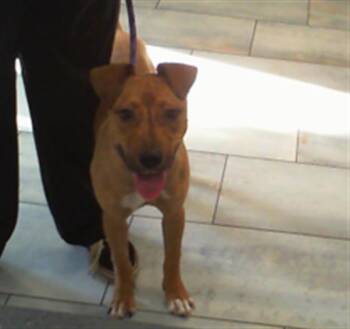A1269658 -  Pit Bull Terrier Dog for Adoption in Charlotte, North Carolina - A1269658 | PetCurious