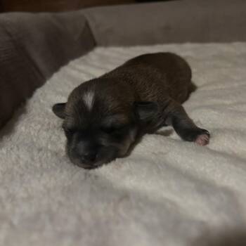 Roxy baby 7 -  Chihuahua and Mixed Breed Dog for Adoption in Ferndale, Washington - Roxy Baby 7 | PetCurious