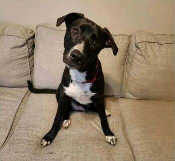 Reacher -  Mixed Breed Dog for Adoption in De Pere, Wisconsin - Reacher | PetCurious