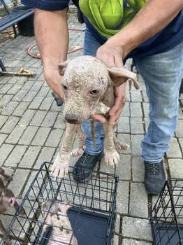 SAMWISE -  Mixed Breed Dog for Adoption in Dallas, Texas - SAMWISE | PetCurious