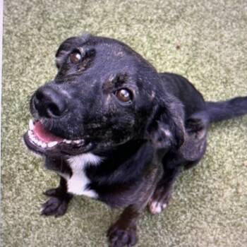 Hank(BAS) -  Plott Hound and Hound Dog for Adoption in Lenoir, North Carolina - Hank(BAS) | PetCurious