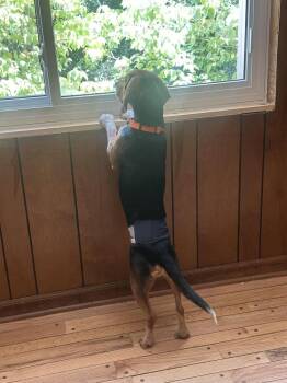 Bo -  Beagle Dog for Adoption in Chattanooga, Tennessee - Bo | PetCurious