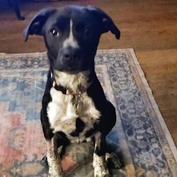 Australian Cattle Dog Blue Heeler and Mixed Breed Dogs Available for Adoption - Rue | PetCurious