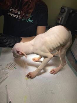 Waffles -  Mixed Breed Dog for Adoption in Cincinnati, Ohio - Waffles | PetCurious