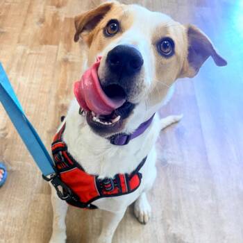 906 (2025) Mama Sugar -  Labrador Retriever and Cattle Dog Dog for Adoption in Parker, Colorado - 906 (2025) Mama Sugar | PetCurious