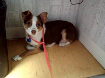 Terrier and Mixed Breed Dogs Available for Adoption in Martinez, California - HELLO KITTY | PetCurious