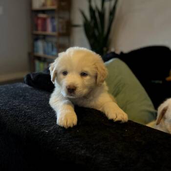Abby -  Great Pyrenees and Mixed Breed Dog Available for Adoption in Fayetteville, Arkansas - Abby | PetCurious