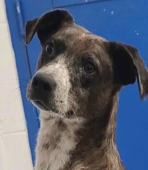 Catahoula Leopard Dog Dogs Available for Adoption in Harrodsburg, Kentucky - Molly | PetCurious