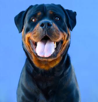 Rottweiler Dogs Available for Adoption in Pasadena, California - LUNA | PetCurious