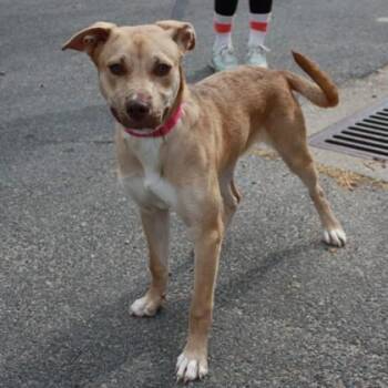 Shepherd and Mixed Breed Dogs Available for Adoption in Richmond, Virginia - Shiny | PetCurious