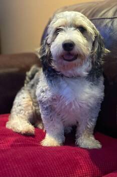Iris -  Bernadoodle Dog for Adoption in Brunswick, Maine - Iris | PetCurious