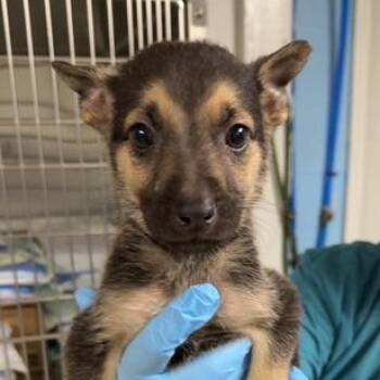 Peter -  Shepherd and Mixed Breed Dog for Adoption in Erie, Pennsylvania - Peter | PetCurious