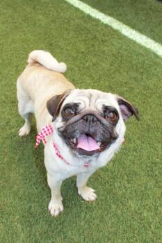 Pug Dogs Available for Adoption in Gardena, California - Goldberry | PetCurious