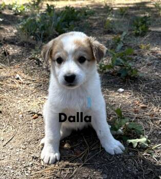 Dalla -  Australian Cattle Dog Blue Heeler Dog for Adoption in Durango, Colorado - Dalla | PetCurious