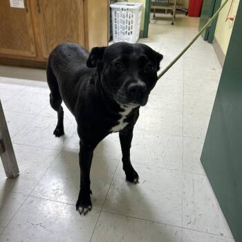 Daisy -  Terrier Dog for Adoption in Lewisburg, West Virginia - Daisy | PetCurious