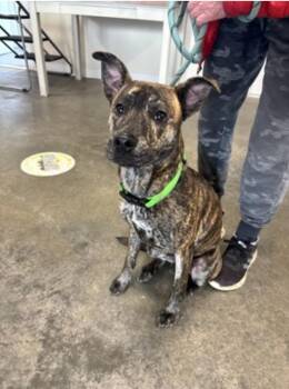 Fawkes -  Mixed Breed Dog for Adoption in Terre Haute, Indiana - Fawkes | PetCurious
