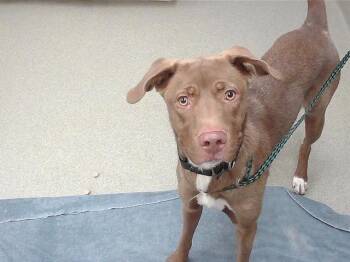 Labrador Retriever and Mixed Breed Dogs Available for Adoption - DISCO | PetCurious