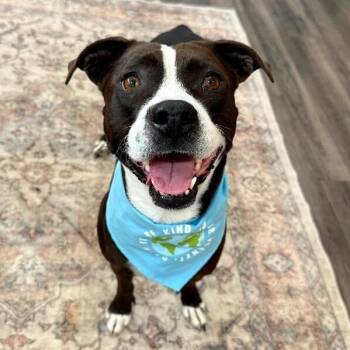 Pit Bull Terrier and Whippet Dogs Available for Adoption in Friendswood, Texas - Molly The Itty Bitty Pittie  | PetCurious