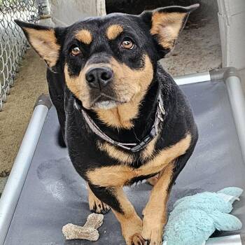 Mixed Breed Dogs Available for Adoption in Pulaski, Tennessee - TNGC-Stray-1188 | PetCurious