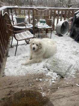 Penny -  Great Pyrenees Dog for Adoption in Chattanooga, Tennessee - Penny | PetCurious