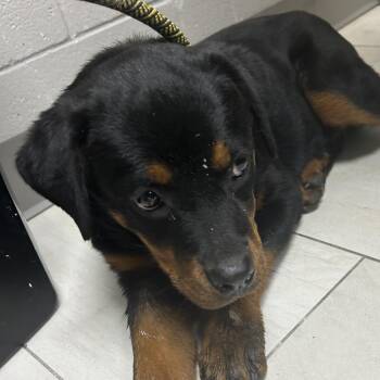 Rottweiler Dogs Available for Adoption in Lufkin, Texas - Trista | PetCurious