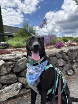 Reece -  Shepherd and Collie Dog for Adoption in New Boston, New Hampshire - Reece | PetCurious