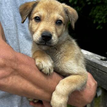 NY George Avail Jun 13 (Choice Pet carmel) -  Labrador Retriever and Shepherd Dog for Adoption in Eastford, Connecticut - NY George Avail Jun 13 (Choice Pet Carmel) | PetCurious
