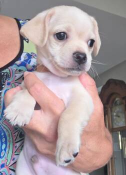 Rescue Pug Dogs for Adoption in Lake Forest, California - Gus - Adopt Me! | PetCurious