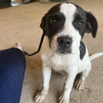 Rescue Mixed Breed Dogs for Adoption in Savannah, Georgia - JD Davidson | PetCurious