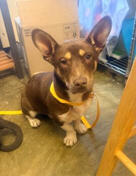 Corgi Dogs Available for Adoption - Bruce 26D-045 | PetCurious