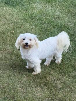 Cindy -  Maltese Dog for Adoption in Vienna, Ontario - Cindy | PetCurious