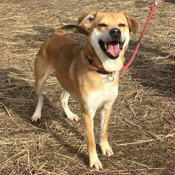 Macaroni and Cheese -  Shepherd and Mixed Breed Dog for Adoption in Hillsboro, Ohio - Macaroni And Cheese | PetCurious