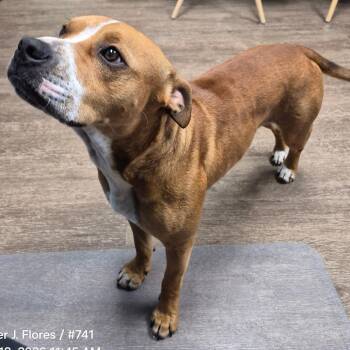 Pit Bull Terrier Dogs Available for Adoption in Portland, Texas - Chud | PetCurious