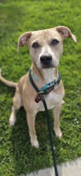 Terrier and Mixed Breed Dogs Available for Adoption in Honolulu, Hawaii - Pualei | PetCurious