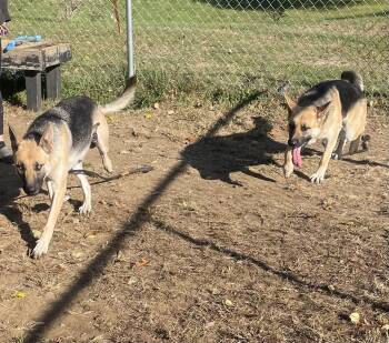 Rescue German Shepherd Dog Dogs for Adoption in Mishawaka, Indiana - Lettie | PetCurious